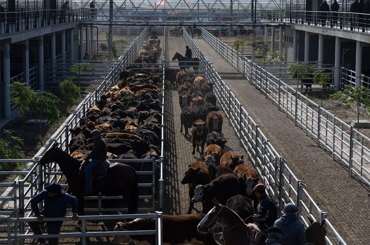 Durante la semana se remitieron al mercado de Cañuelas 19.302 vacunos, un 40,95% menos que en el segmento anterior