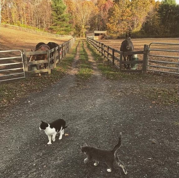 La entrada al campo de Amanda Seyfried