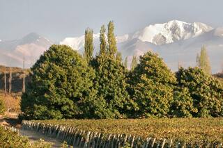 La historia detrás del mejor malbec del mundo