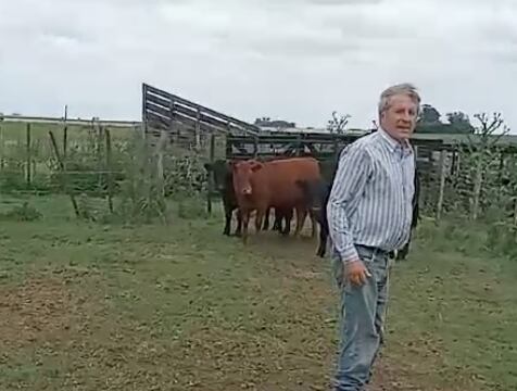 Al hacer el recuento en la manga, el faltante fue muy importante. Entre el lote, un toro puro de la raza Limousin, un novillo de 600 kilos que Rosa lo había criado de guacho, una vaca de 600 kilos y el resto eran novillitos y vaquillonas de entre 250 y 280 kilos
