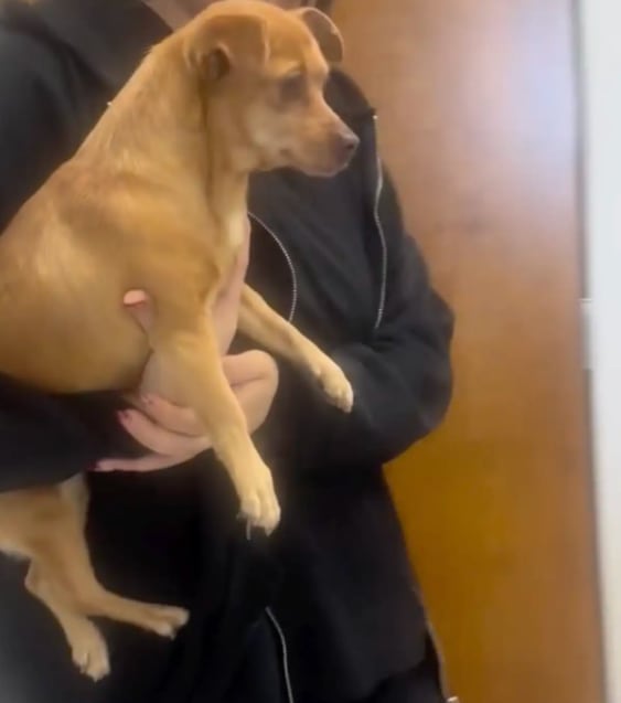 La perra no presentaba lesiones pero extrañaba a su familia (Foto: The Dodo)