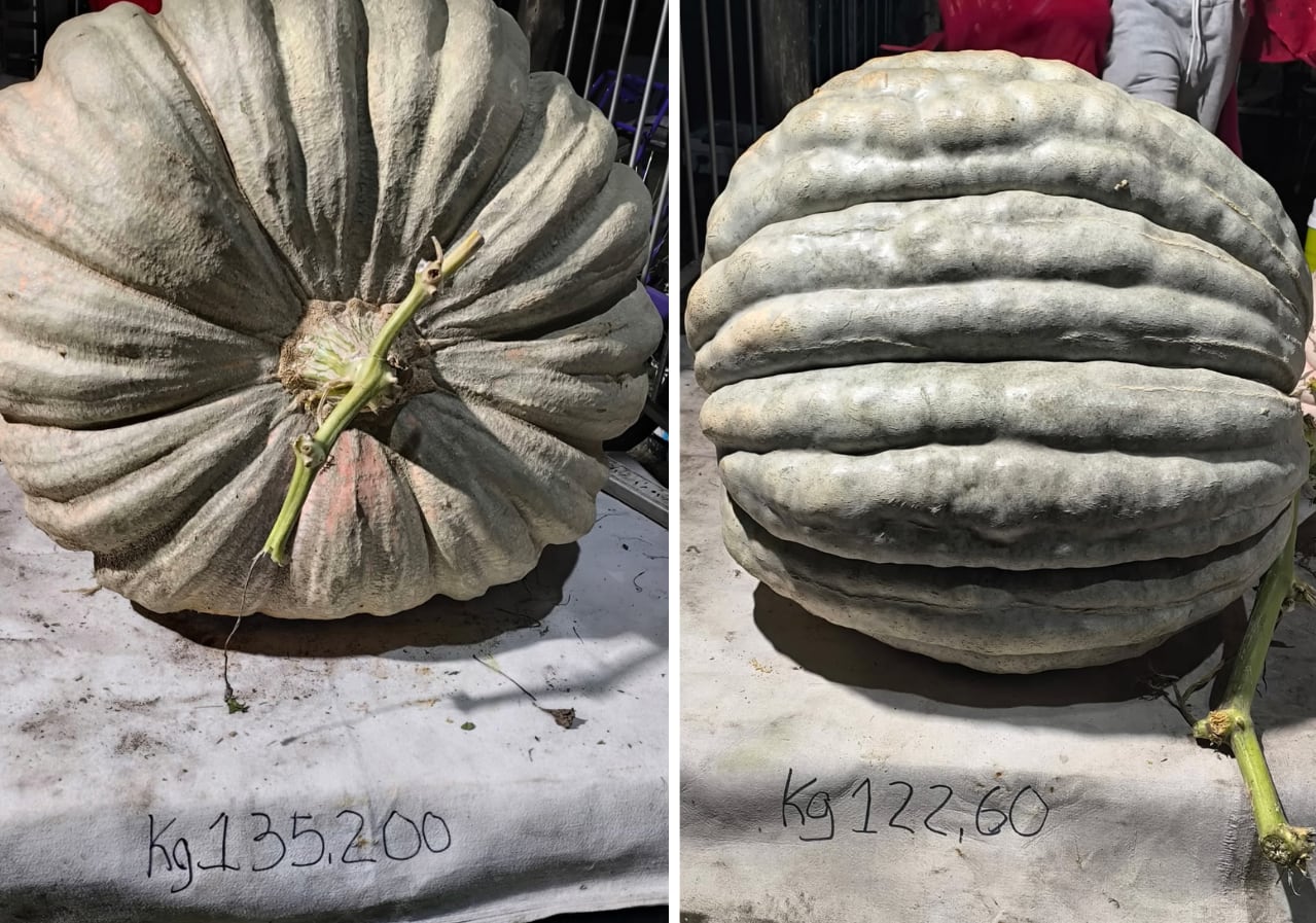 El zapallo de 135,2 kilos que Julio Flores cultivó