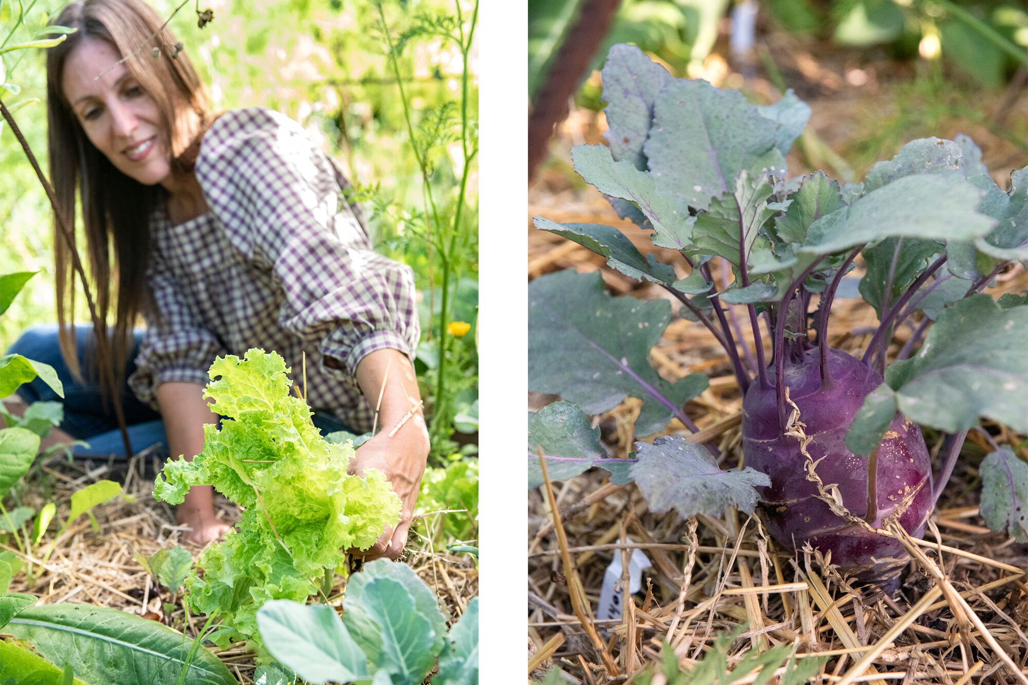 Daiana cosechando sus verduras. A su derecha, el colinabo púrpura rodeado con mulch, para evitar la pérdida de humedad del suelo.