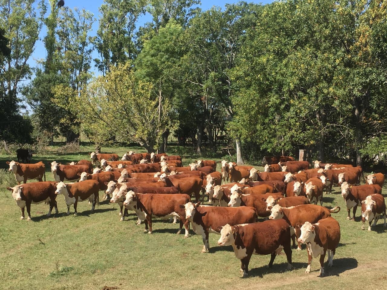 El apuro por acelerar un escenario que no llegó puede inducir a errores 6 Se busca la eficiencia ganaderea