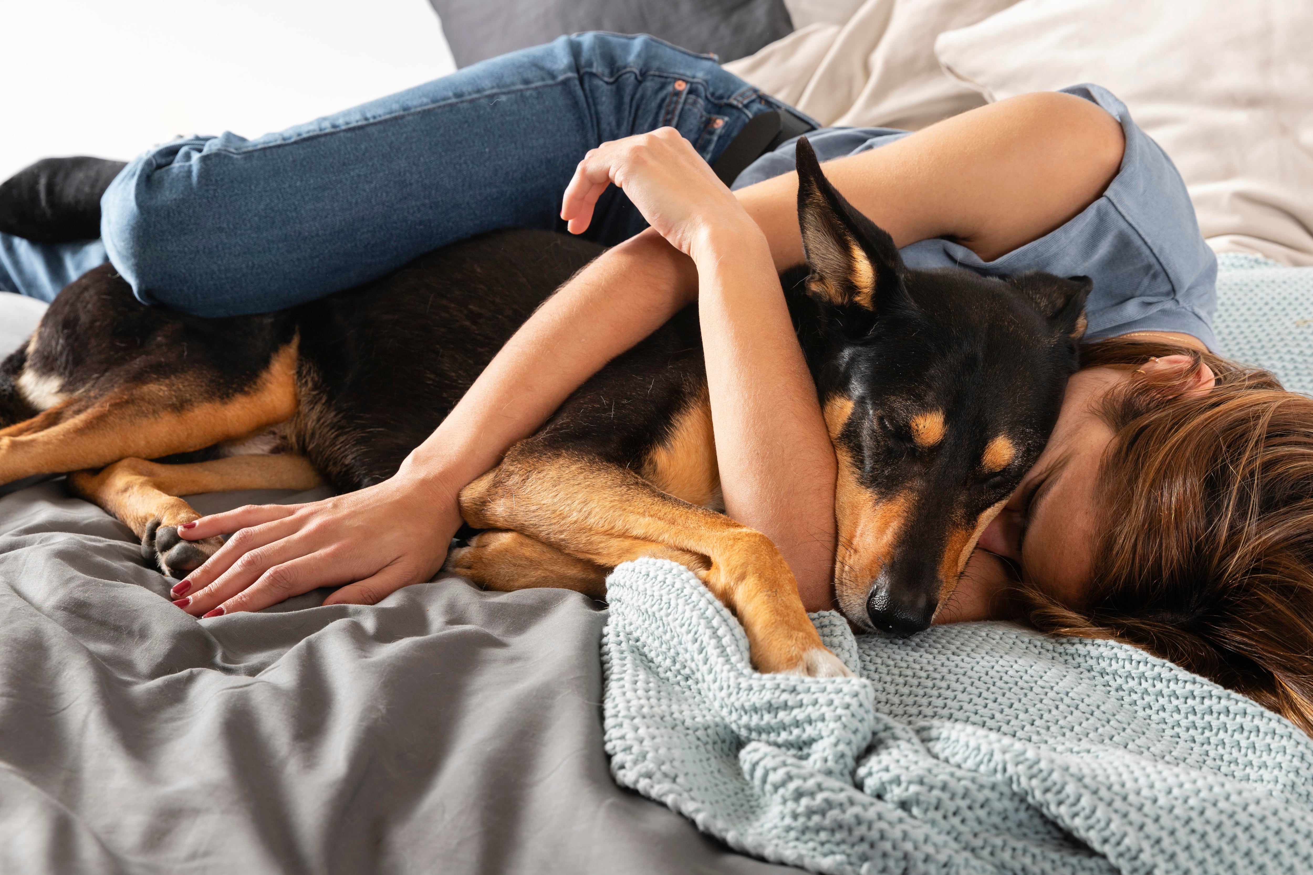 Los movimientos, ruidos y cambios de posición del animal durante la madrugada despiertan al humano en varias ocasiones, lo cual impide un descanso reparador y afecta el rendimiento diario en adultos sanos (Foto: Freepik)