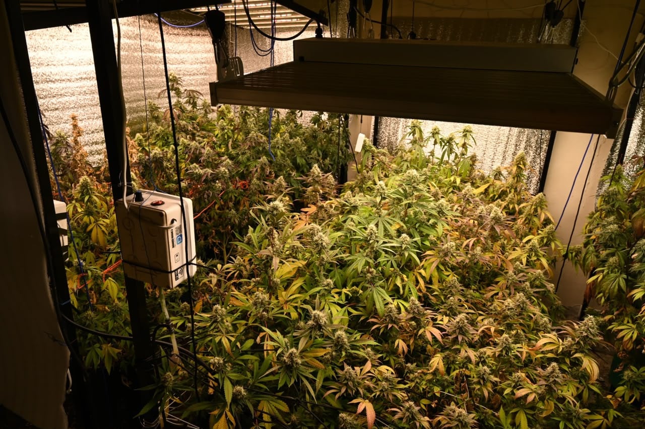 Las plantas halladas inesperadamente durante el allanamiento a un departamento por una denuncia por violencia de género