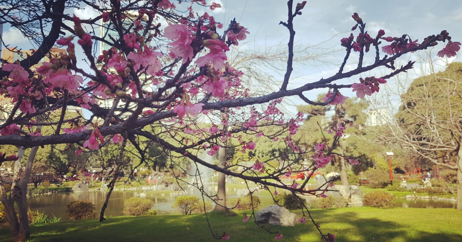 La floración de los sakura