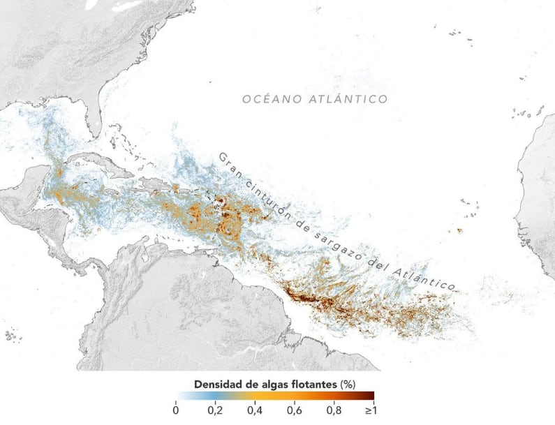Mapa del cinturón del sargazo, estructurado en base a las imágenes satelitales que recolectó la NASA