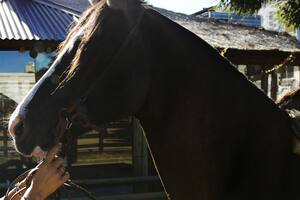 "Los caballos me salvaron la vida": la jineta con cáncer que monta para curarse