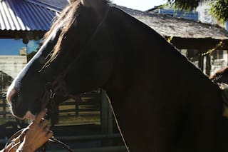 "Los caballos me salvaron la vida": la jineta con cáncer que monta para curarse