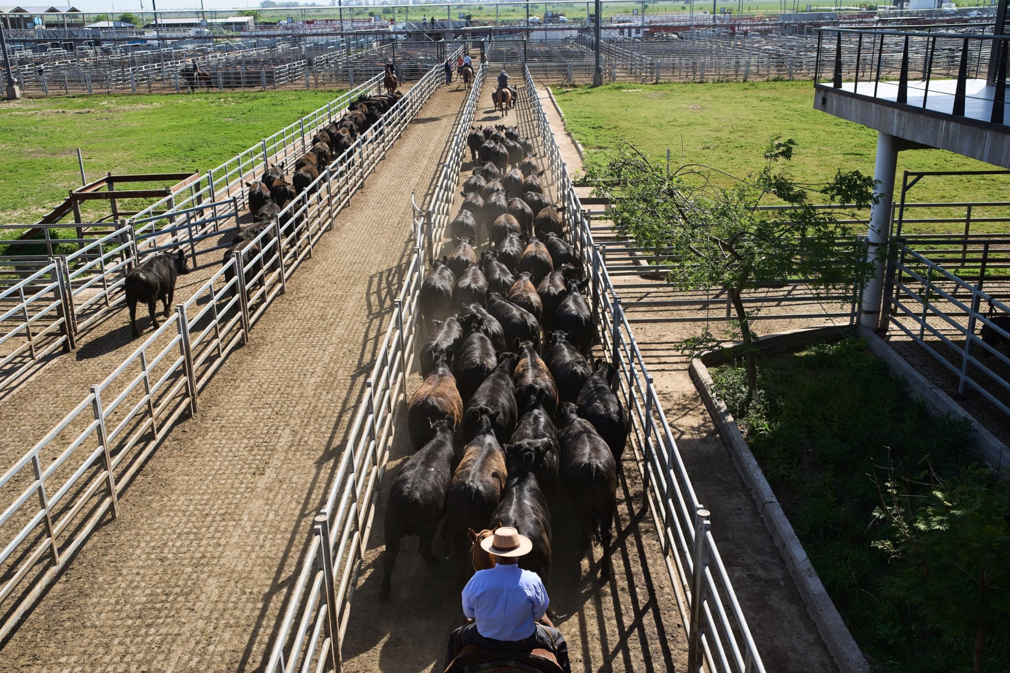 Vacunos: última jornada del año en el Mercado Agroganadero de Cañuelas