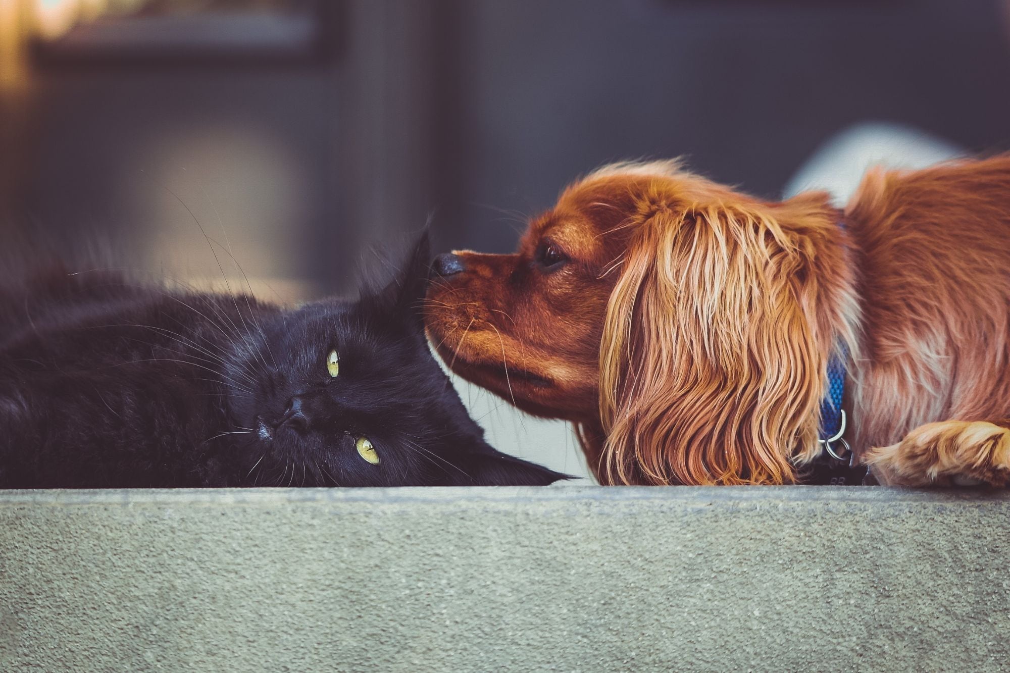 Los perros y los gatos también pueden ser agentes de contagio (Canva)