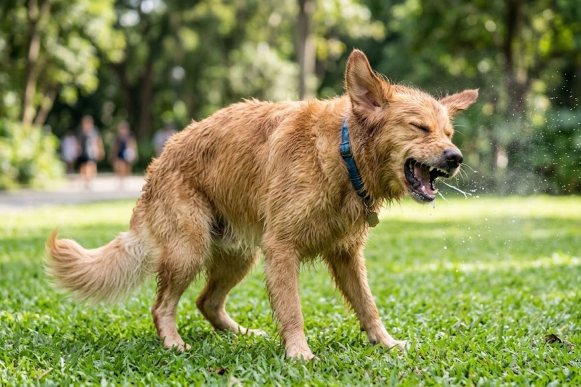 Especialista explica que los estornudos caninos suelen reflejar estados de ánimo positivos