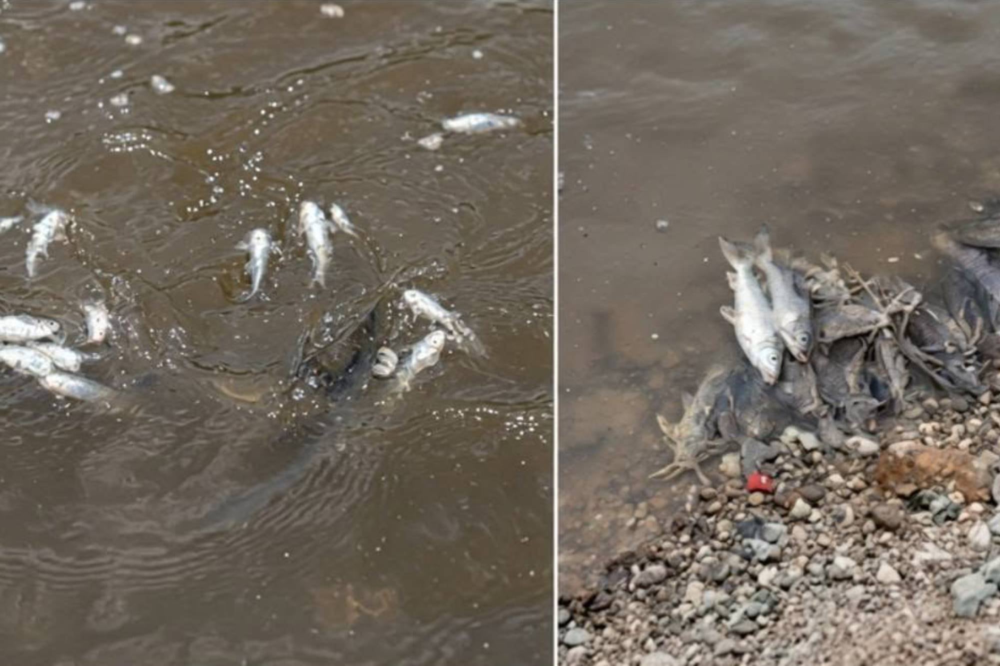 Encuentran decenas de peces muertos en un río de Tucumán