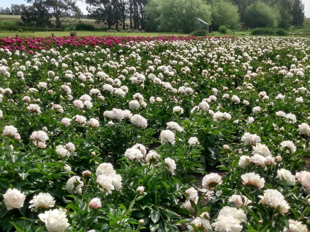 “Conozco de dónde vino y cómo creció cada planta que tenemos. Me llena el alma lo que hago, pese a poner el cuerpo todos los días.
