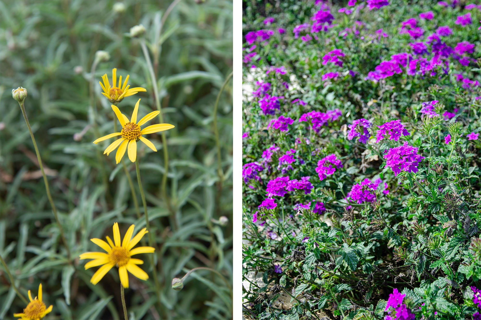 Acmella decumbens y Glandularia, dos especies nativas para quienes buscan flores llamativas