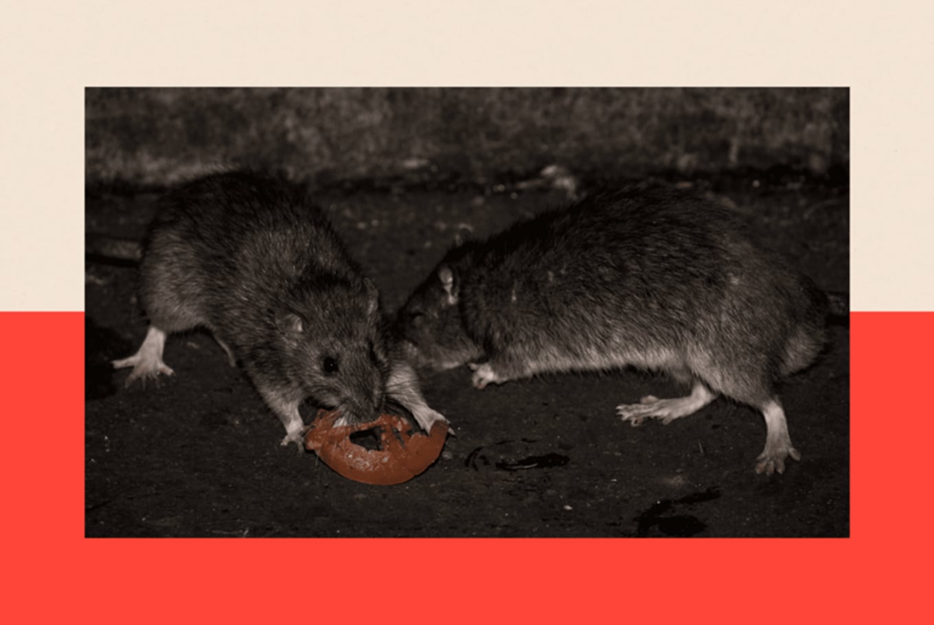 Un hombre de 45 años está internado con hantavirus en Bariloche: su pareja e hijo permanecen aislados 8 En 2026, durante apenas dos semanas, cuatro personas —incluida una menor de 10 años