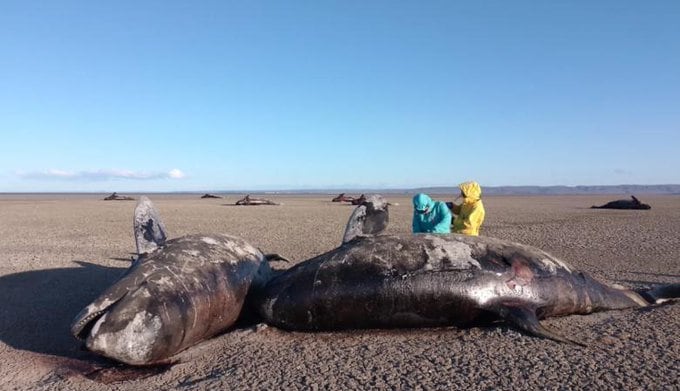 Aparecieron 26 orcas muertas en las costas de Tierra del Fuego