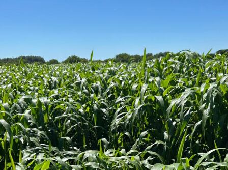 El valor de las tierras agrícolas en la Argentina ha mostrado variaciones significativas en las últimas décadas