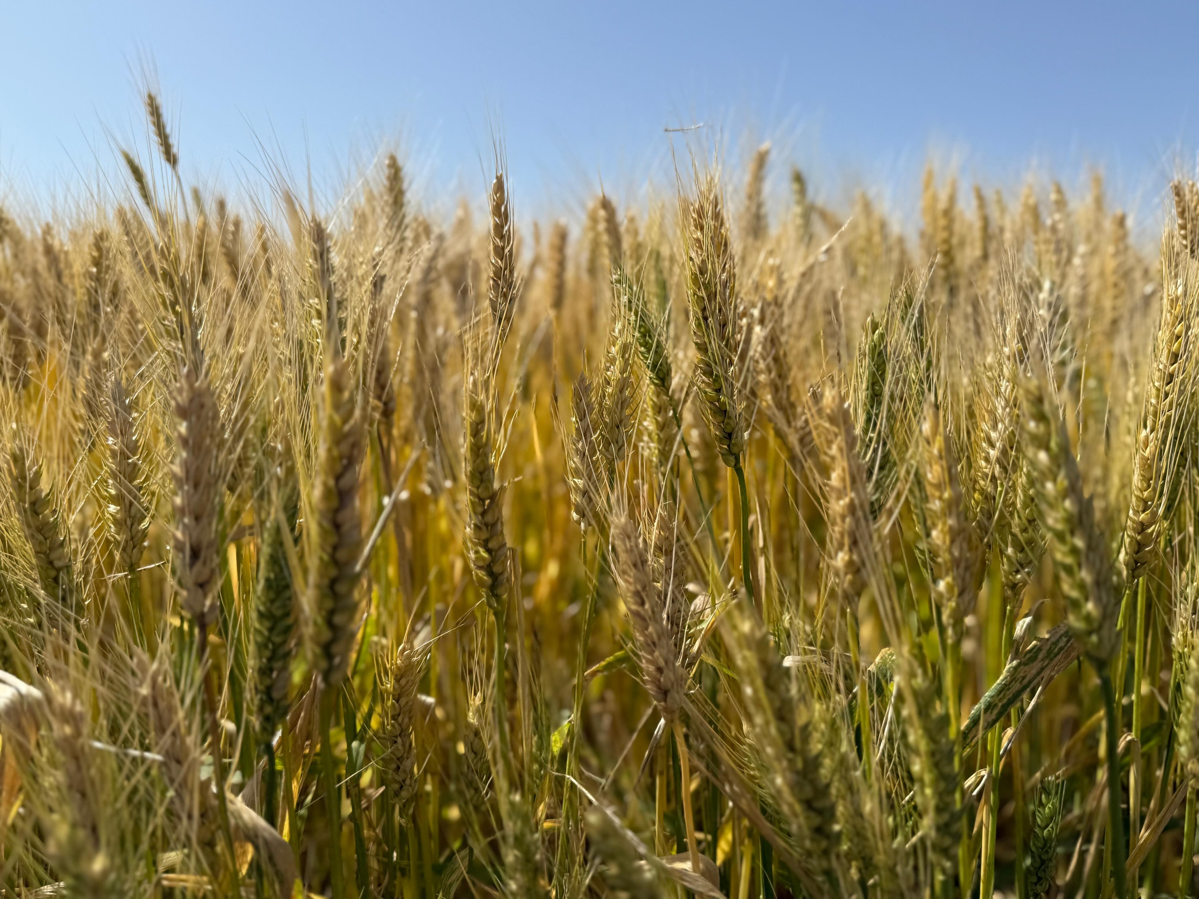 La Argentina tendría para colocar en todos los destinos un saldo de 17,5 millones de toneladas