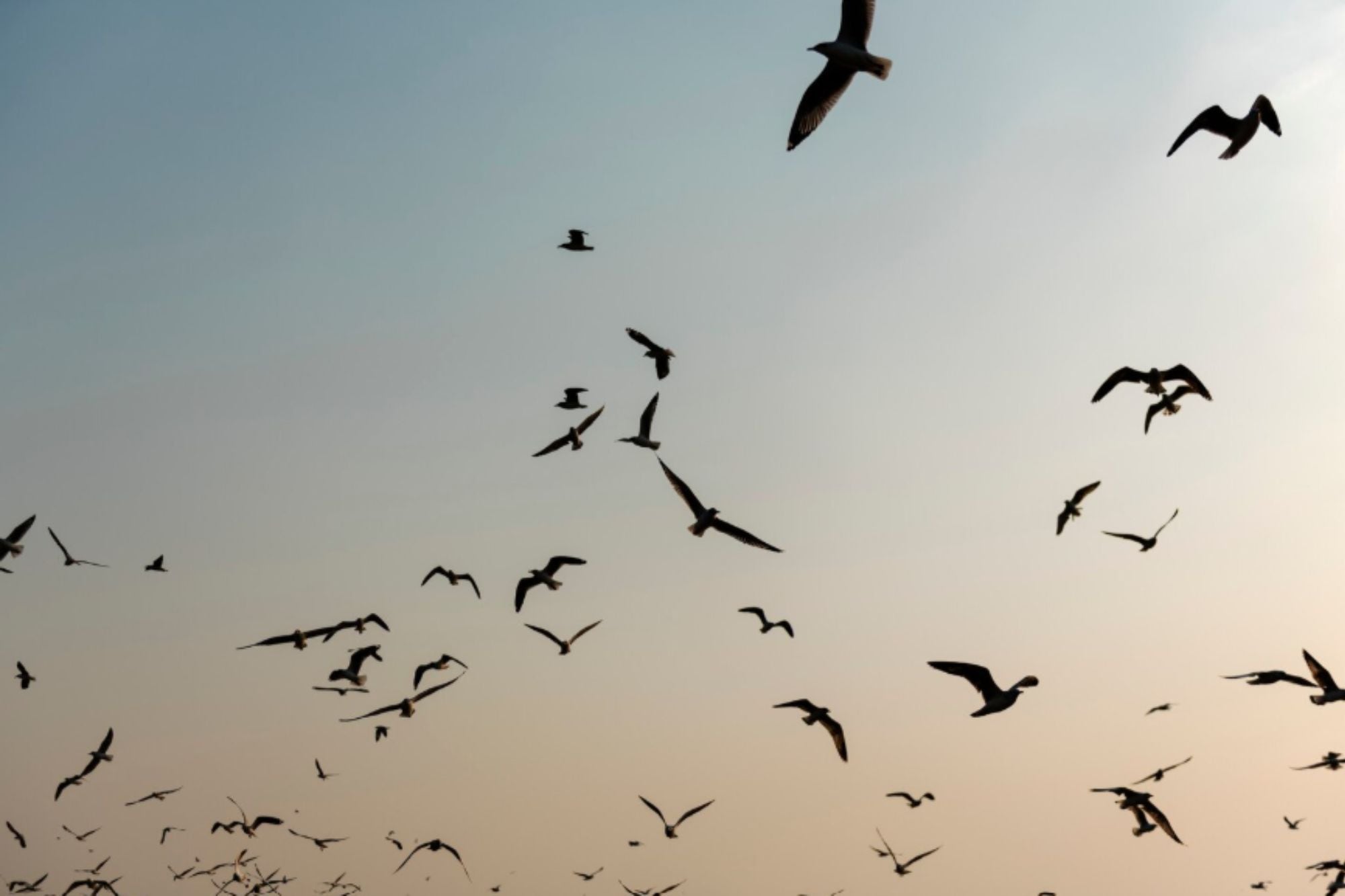Qué significa que los pájaros vuelen todos juntos