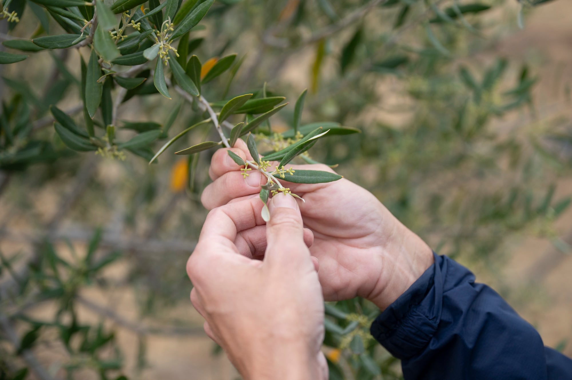 Los Manera apuestan a la producción de olivos