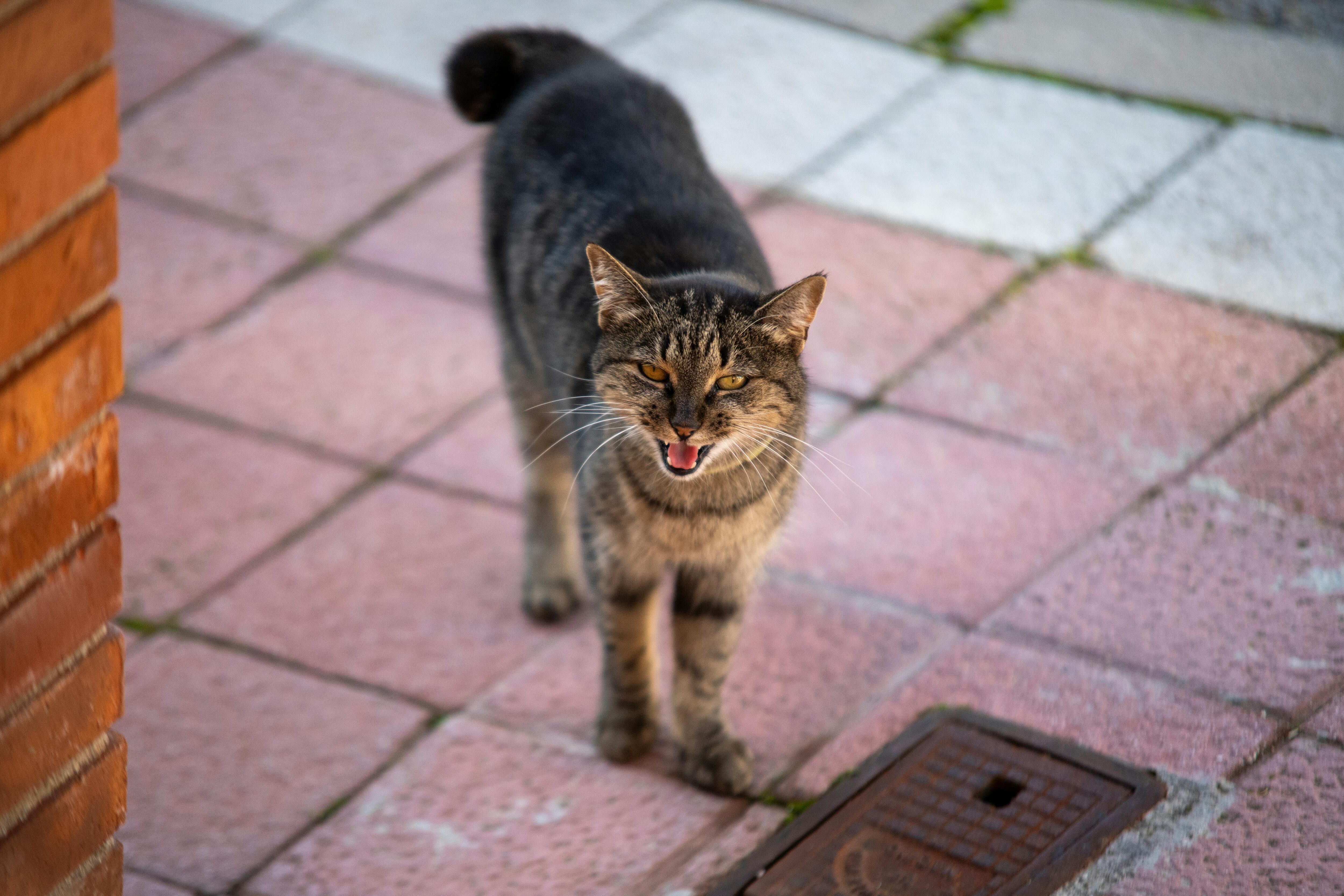 Los gatos adultos utilizan el maullido principalmente como un medio de comunicación con sus dueños