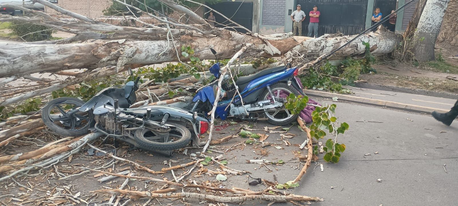 Un hombre murió aplastado por un árbol en medio del viento Zonda en Mendoza