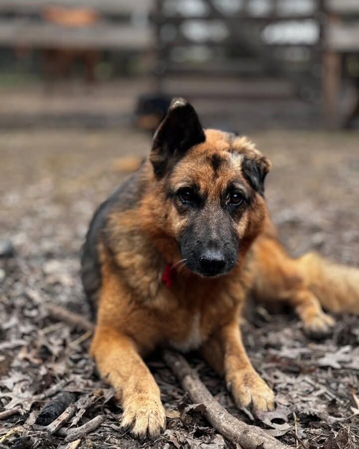 Bangoo hizo buenas migas con una cabra que también había sido rescatada.