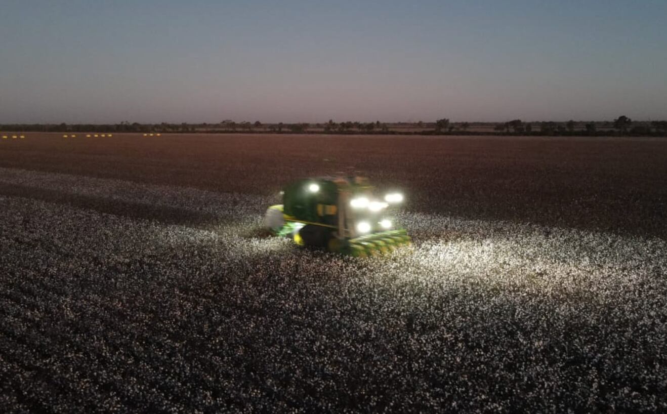 Cosecha de algodón