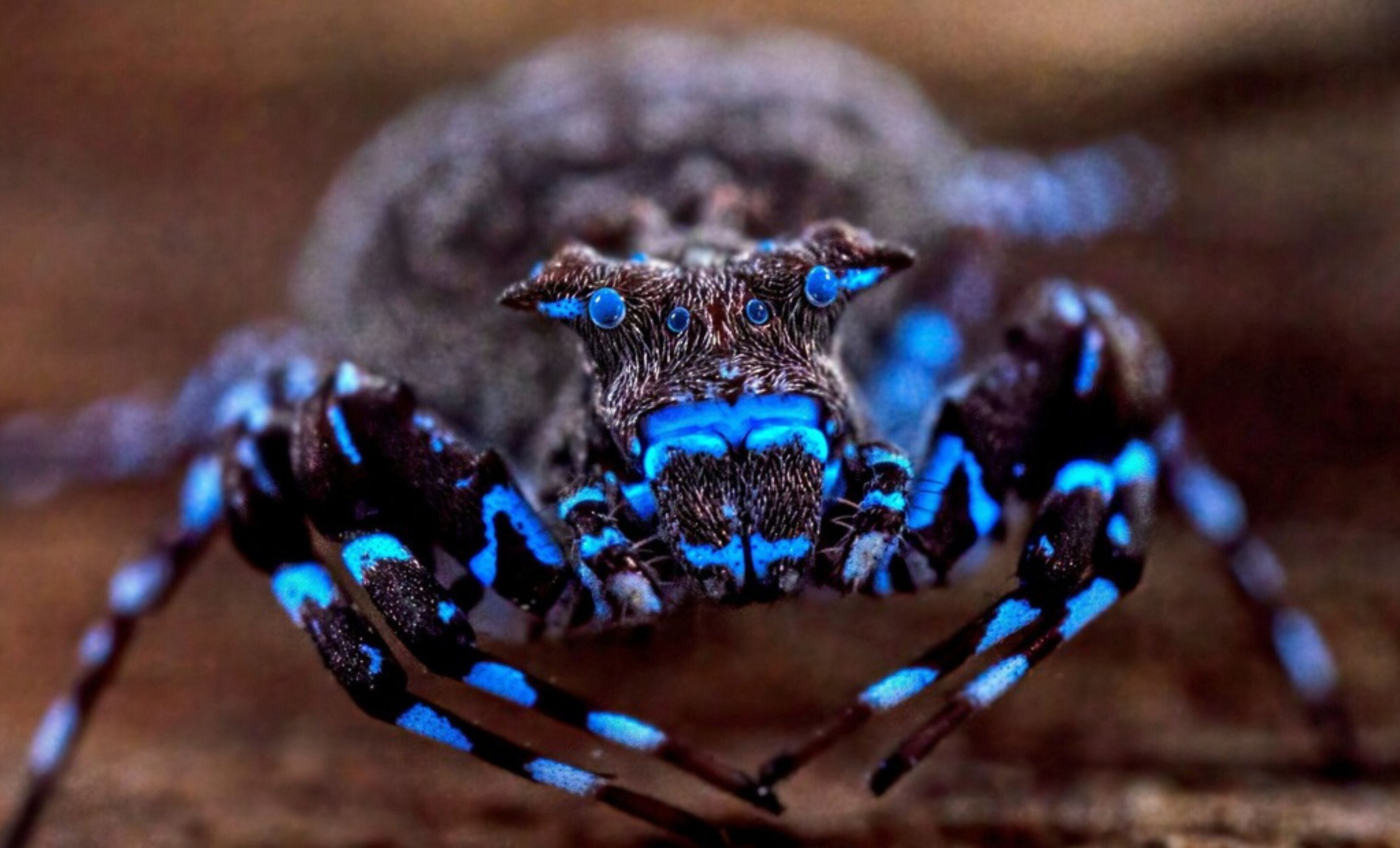 Sorprendente descubrimiento en África: una araña que brilla en la oscuridad y más de 70 especies inéditas