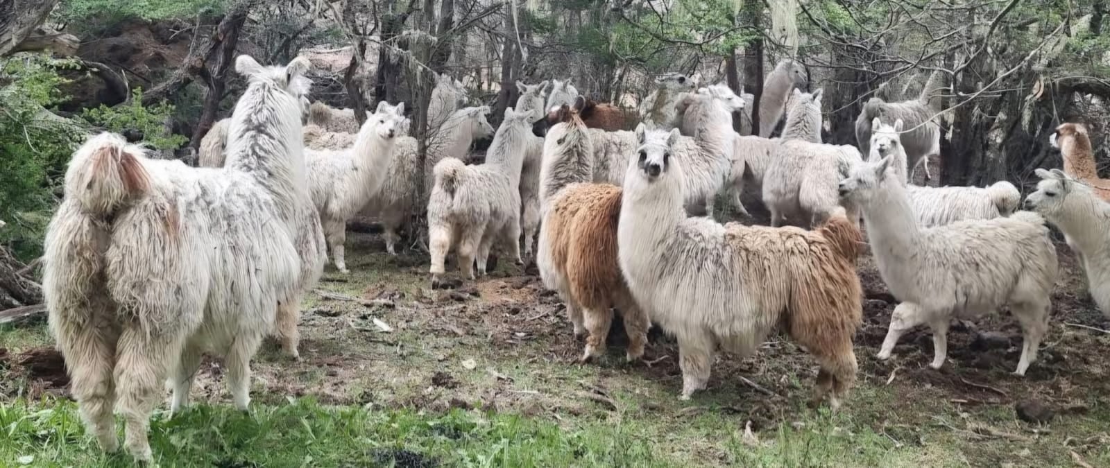 Las llamas en Rancho El Paraíso, antes de la matanza