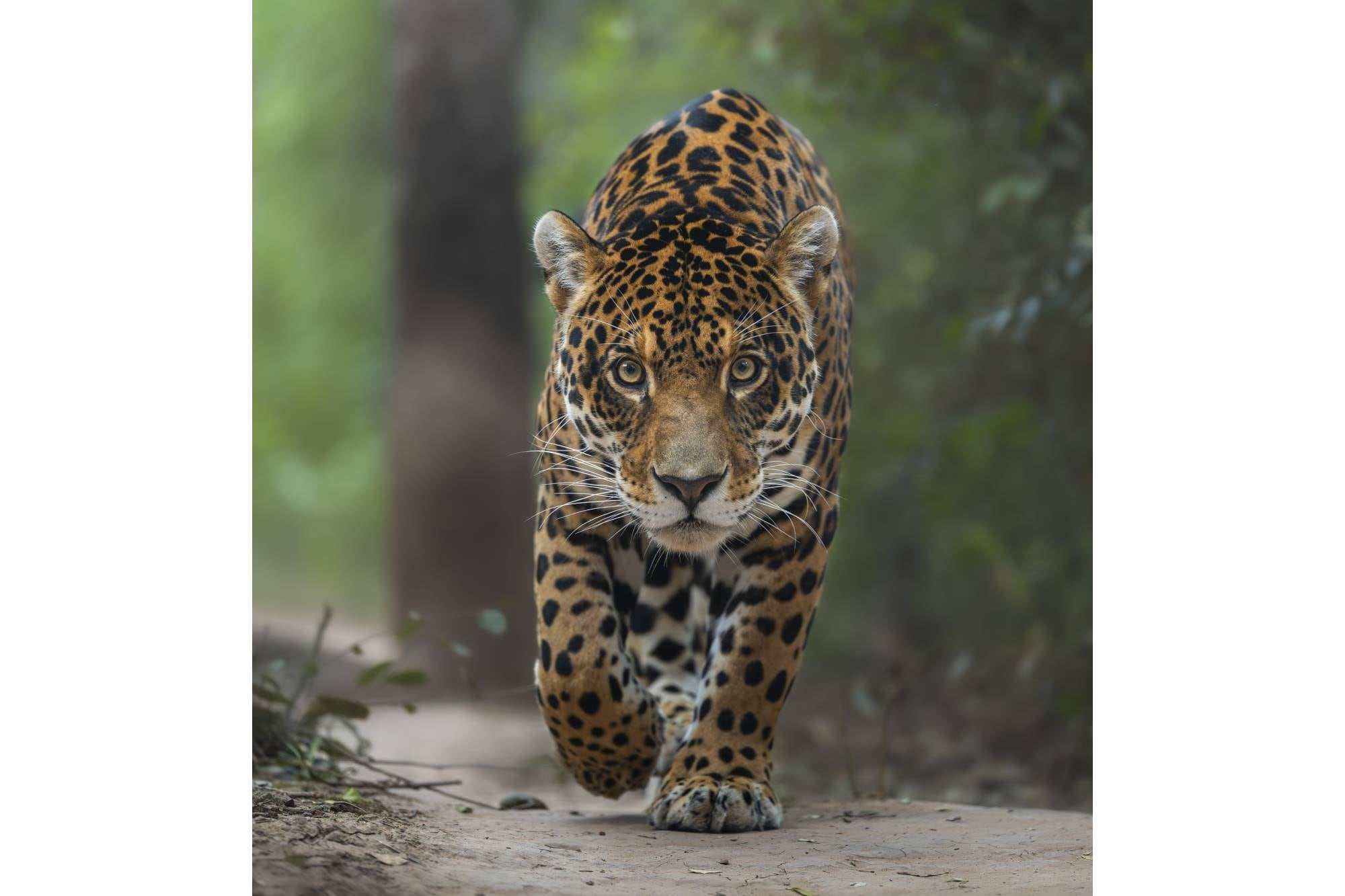 Fotografía ganadora: ‘A Great Comeback’, tomada en el Impenetrable, Chaco, Argentina. Salió en la portada de Crikey Magazine (Fundación Steve Irwin) y en su interior explica: Porá, este hermoso jaguar en peligro de extinción, forma parte de un proyecto de reforestación en Argentina. Él, al igual que muchos otros jaguares reintroducidos en el Chaco argentino, contribuye a la educación de la población local y a la repoblación de una zona que antaño fue muy abundante en su territorio. La reforestación se centra en restaurar el equilibrio ecológico de los sistemas degradados por el impacto humano.