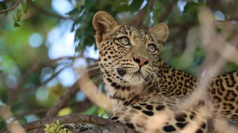 El leopardo Mutima fue seguido por cineastas desde cachorro hasta adulto