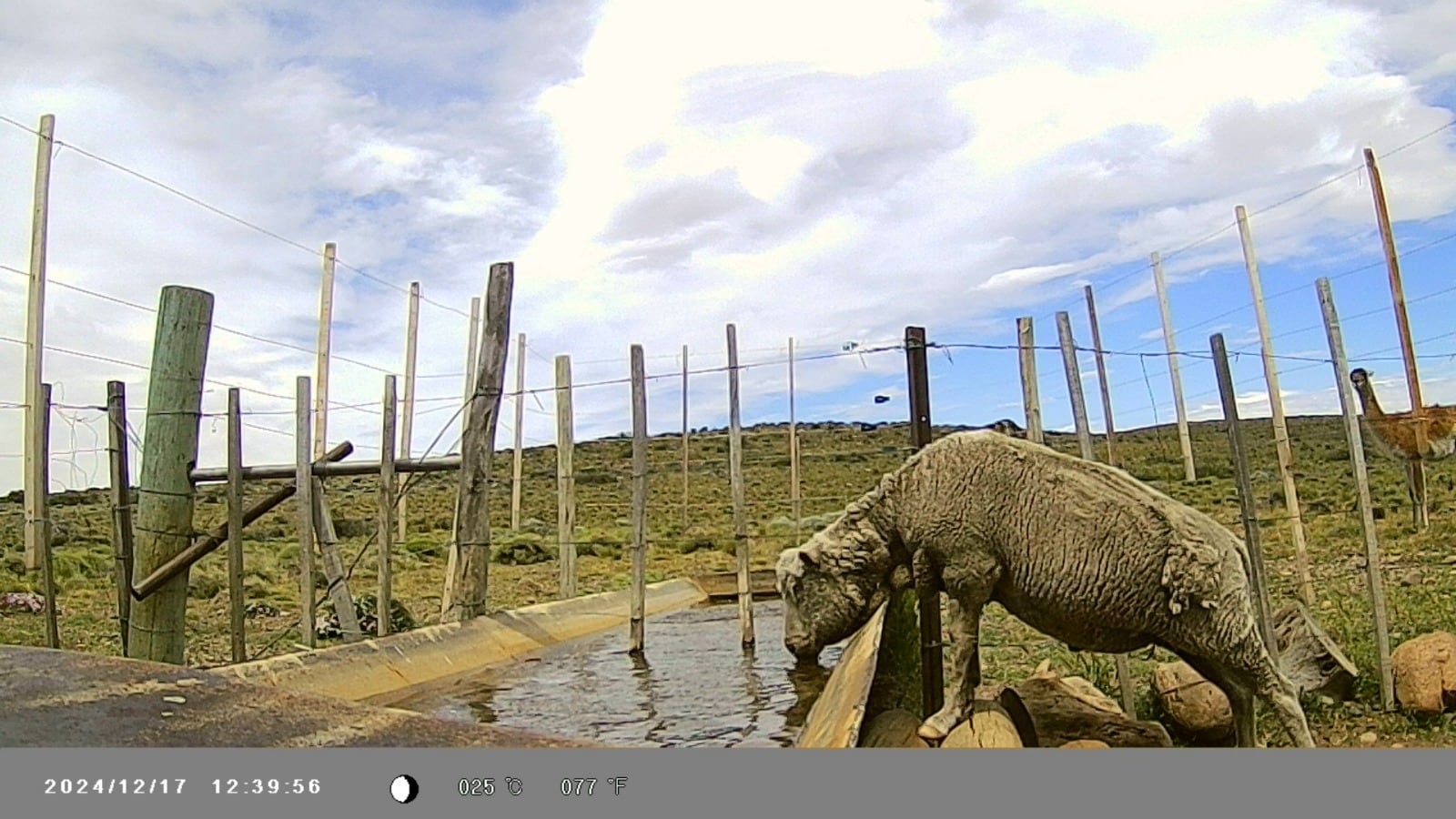 Bebederos de ovejas con los alamrados elevados a más de dos metros que impiden el ingreso a guanacos