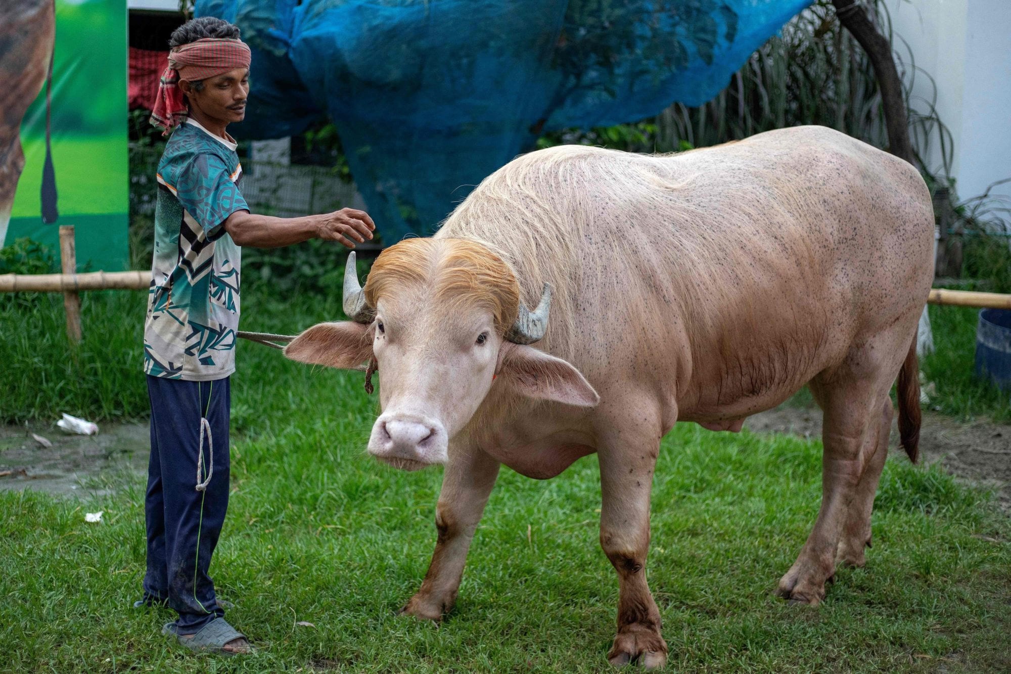 A pesar de ser un atractivo turístico, el animal será sacrificado