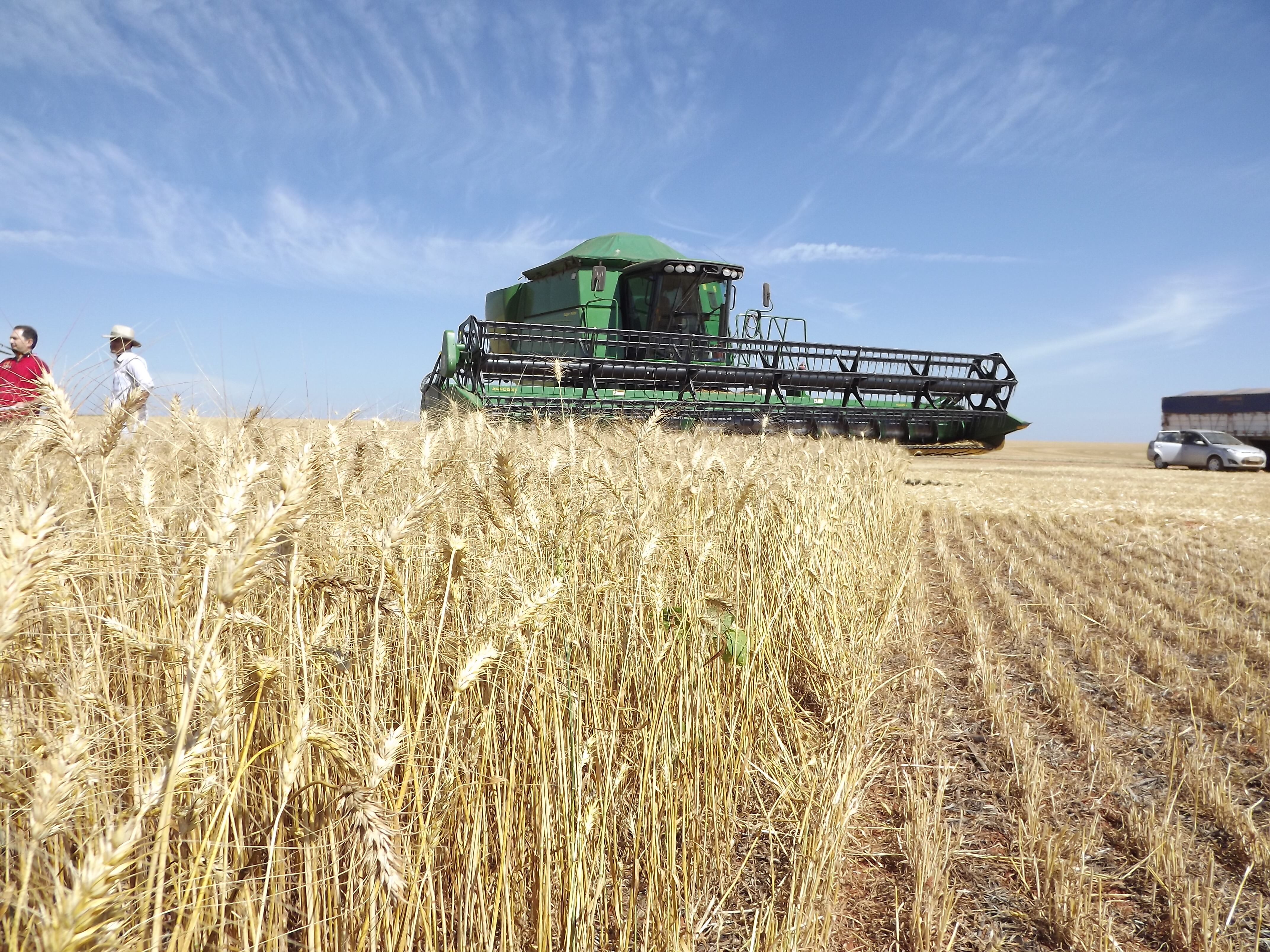 La expectativa de una cosecha local de 25 millones de toneladas obligará a exportar alrededor de 14 millones