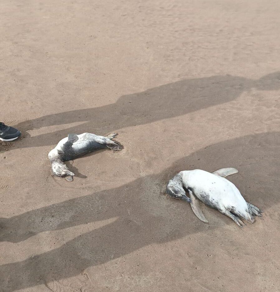 Aparecieron más de 40 pingüinos muertos en las costas de Mar del Plata