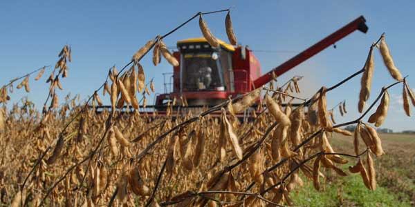 Exportaciones: mejora en US$800 millones una previsión de ingresos al país por el agro