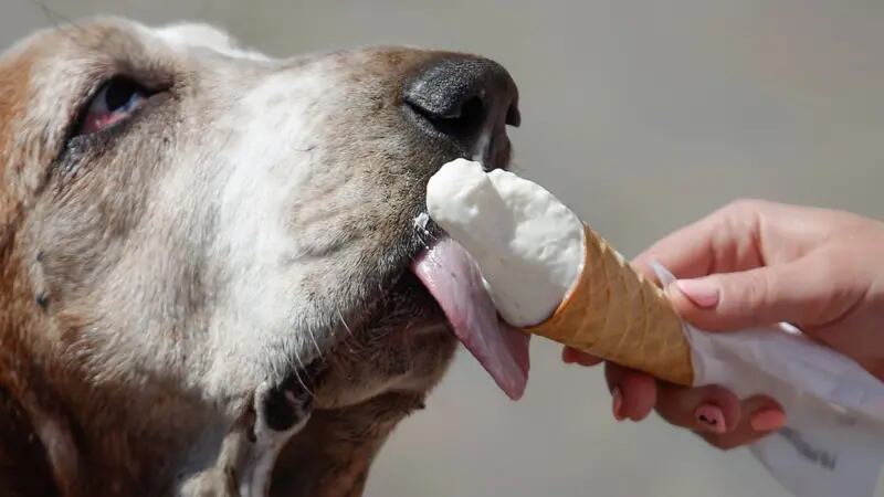 Los estabilizadores elaborados a partir de diversos productos pueden ayudar a que el helado conserve mejor su forma, pero aun así debe mantenerse frío