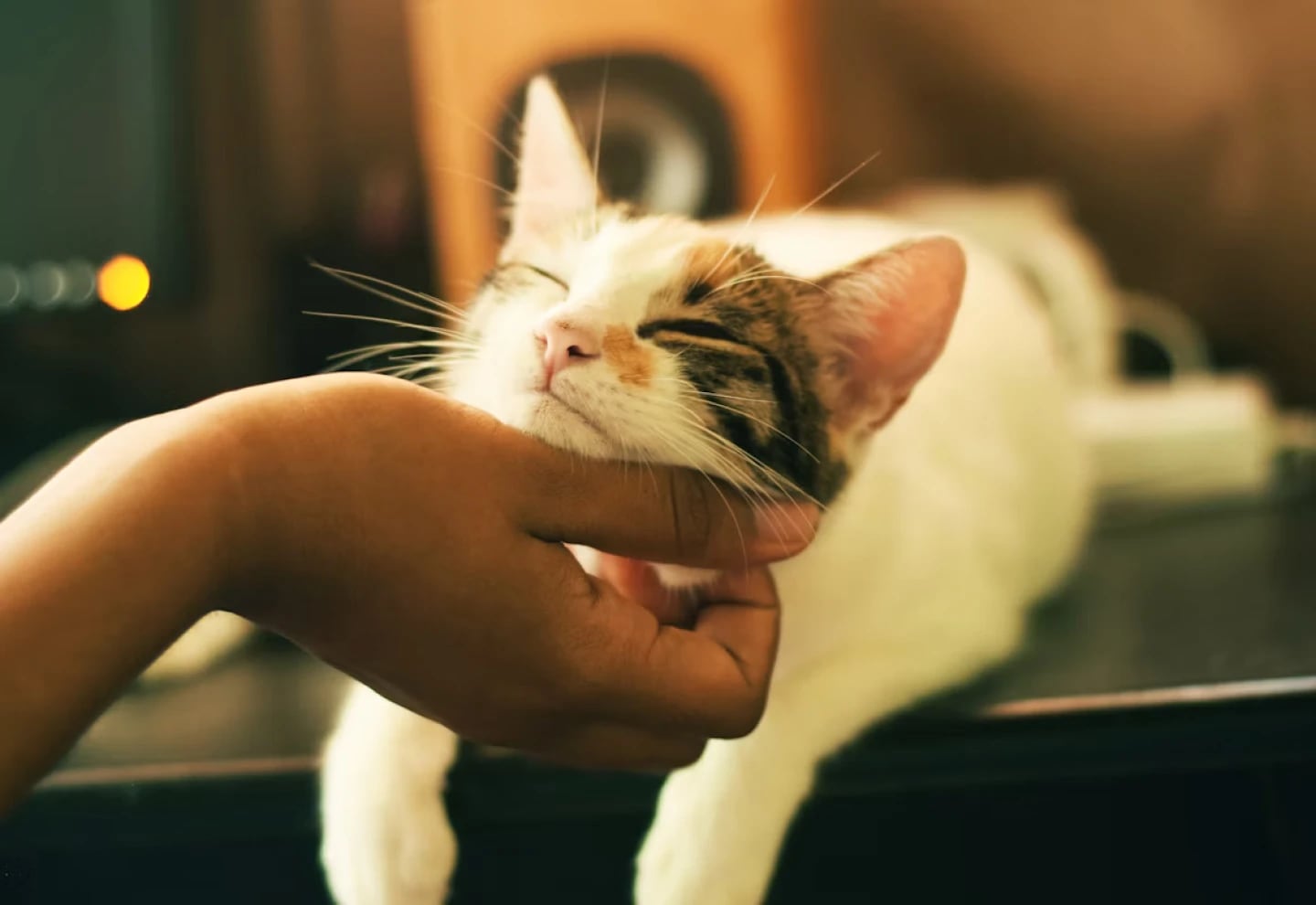 A través del amasado, los gatos establece un vínculo de afecto y pertenencia con su entorno humano