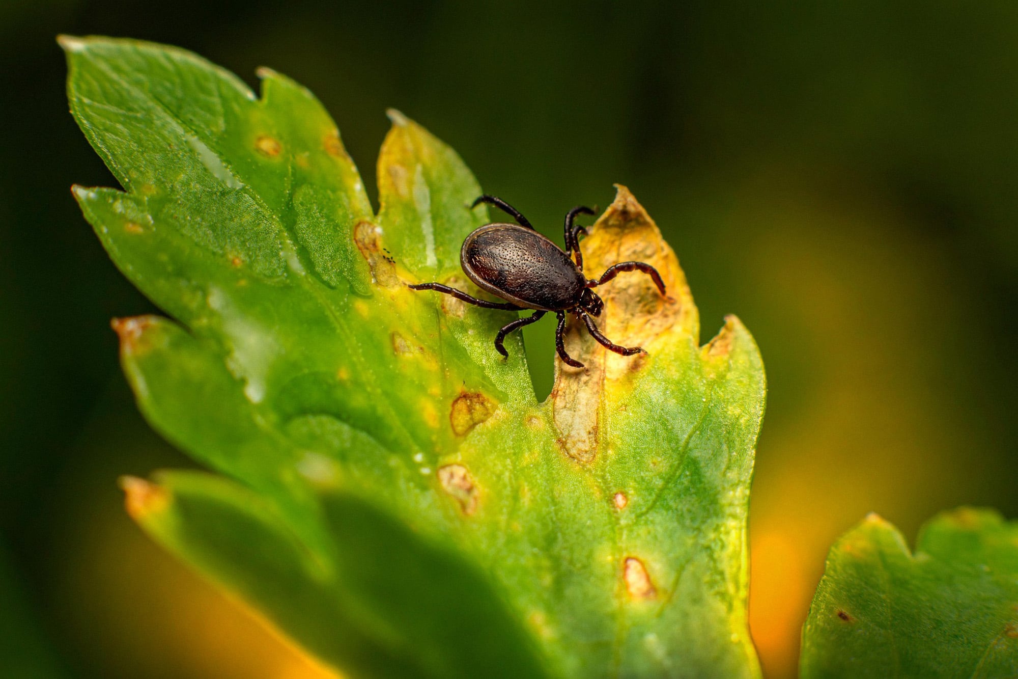 Las comadrejas mantienen a raya a garrapatas y otras plagas