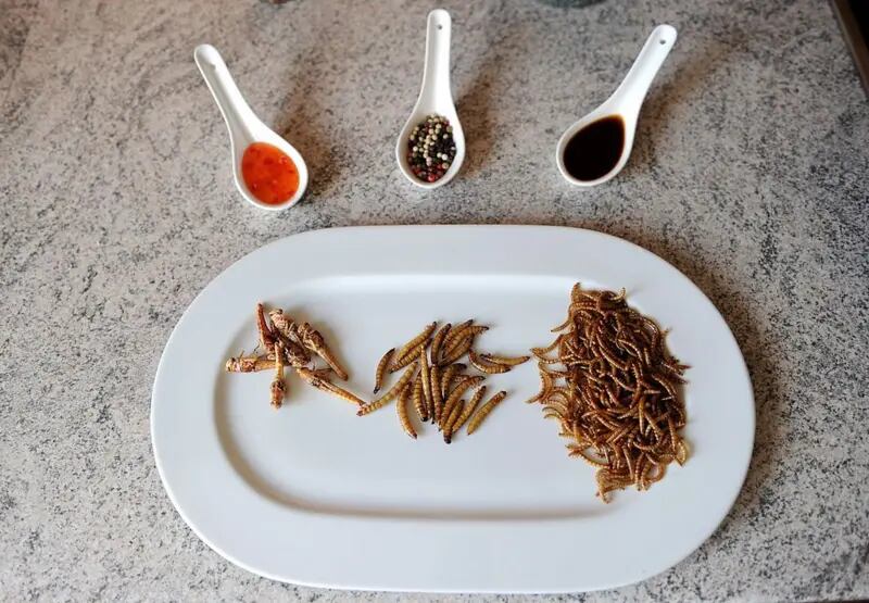 La FAO publicó un libro en 2014 donde hablaba de los insectos como opción alimentaria