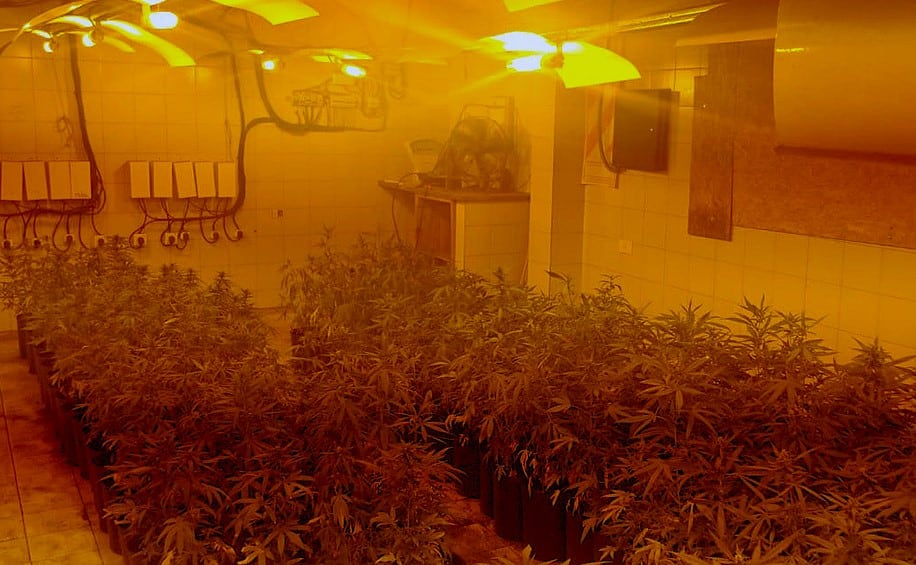 Un invernadero de marihuana