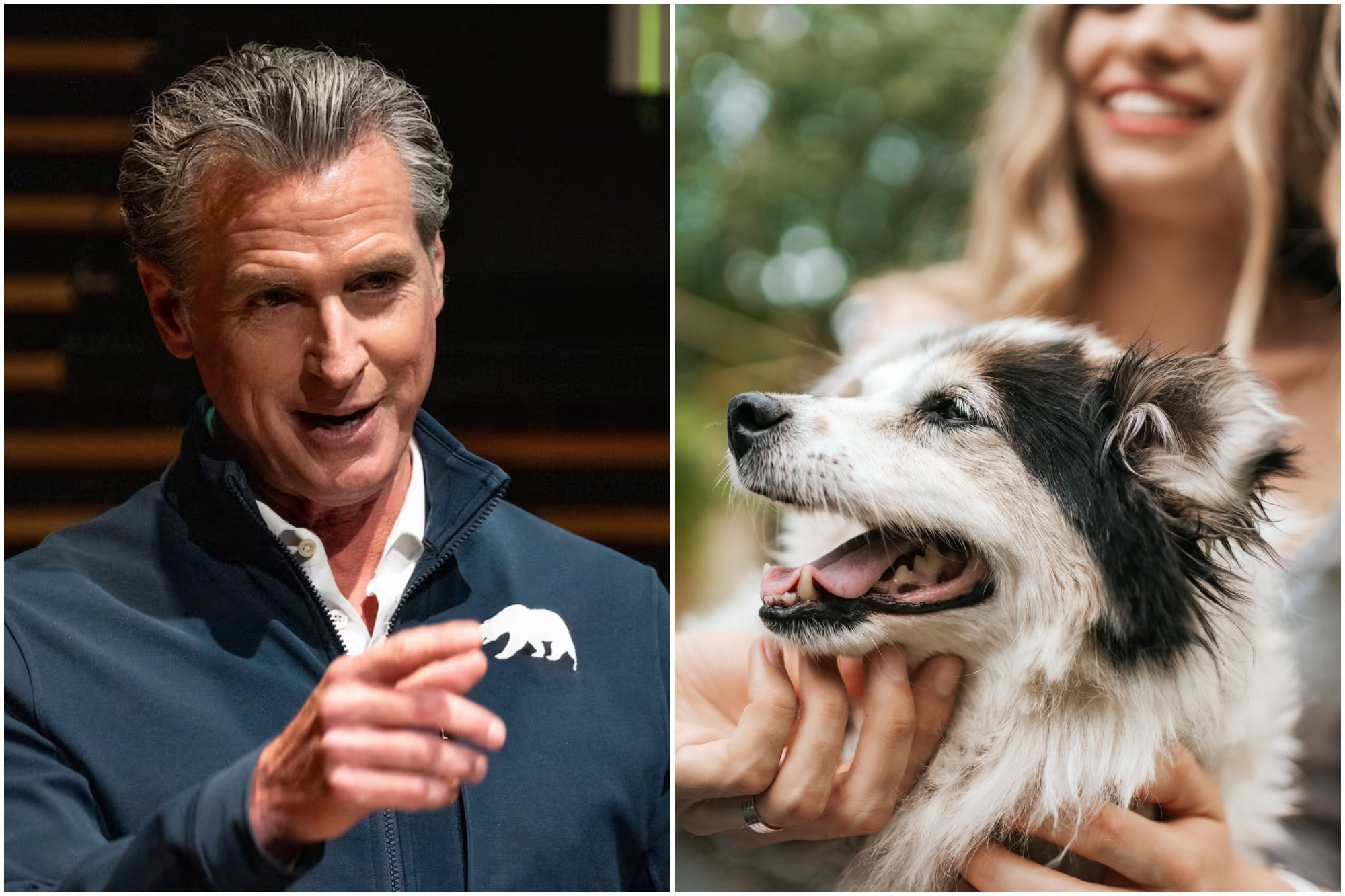 Las nuevas leyes impulsadas por Gavin Newsom que protegen a las mascotas en California