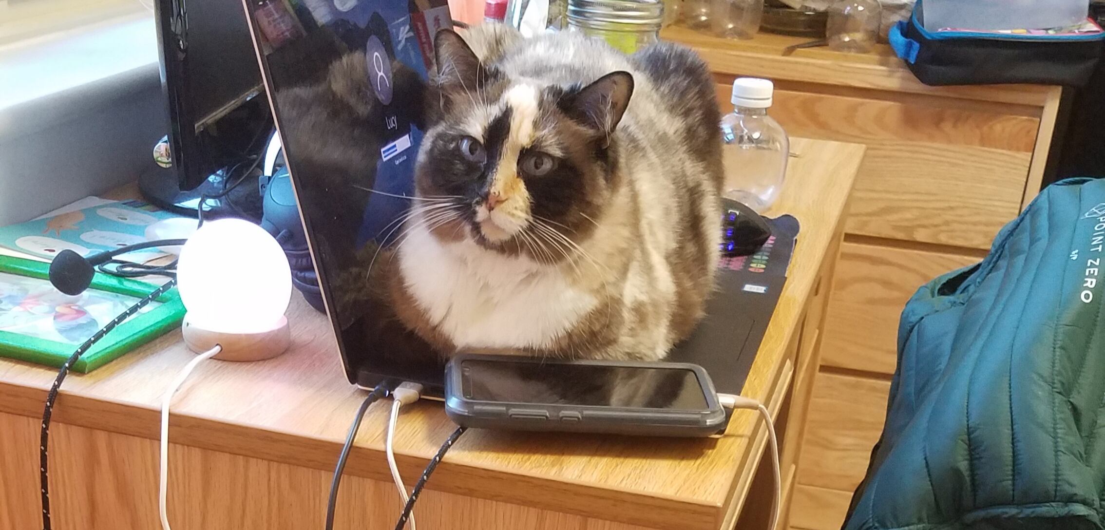 Los expertos señalan que si fuera solo por la temperatura los gatos se acurrucarían frente a un radiador