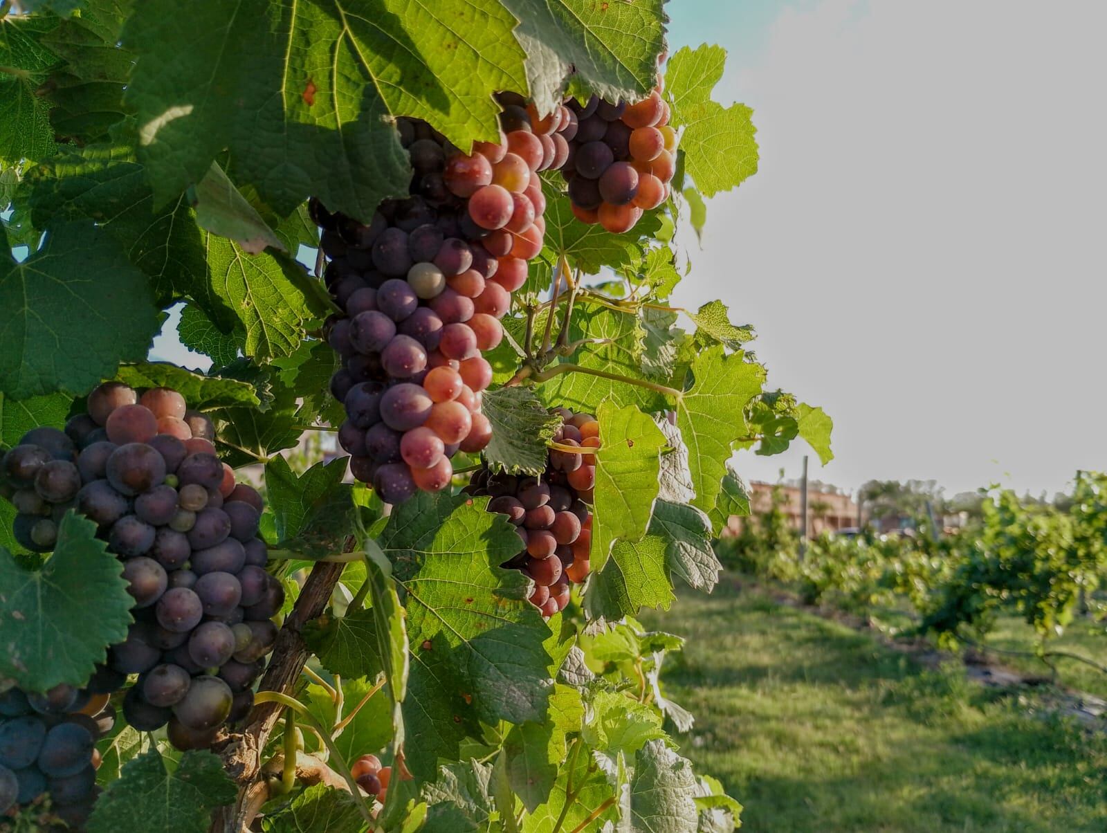 La provincia de Buenos Aires tiene una ruta de vino donde se cultivan viñedos