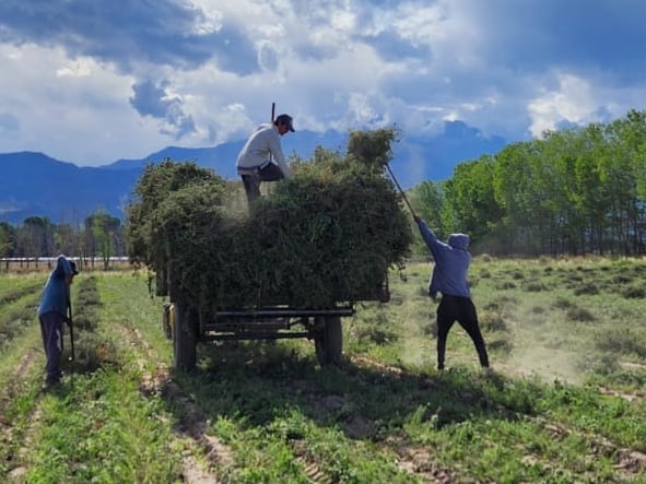 “Oro verde”: ya se exportaron más de 600.000 kilos de un producto muy codiciado