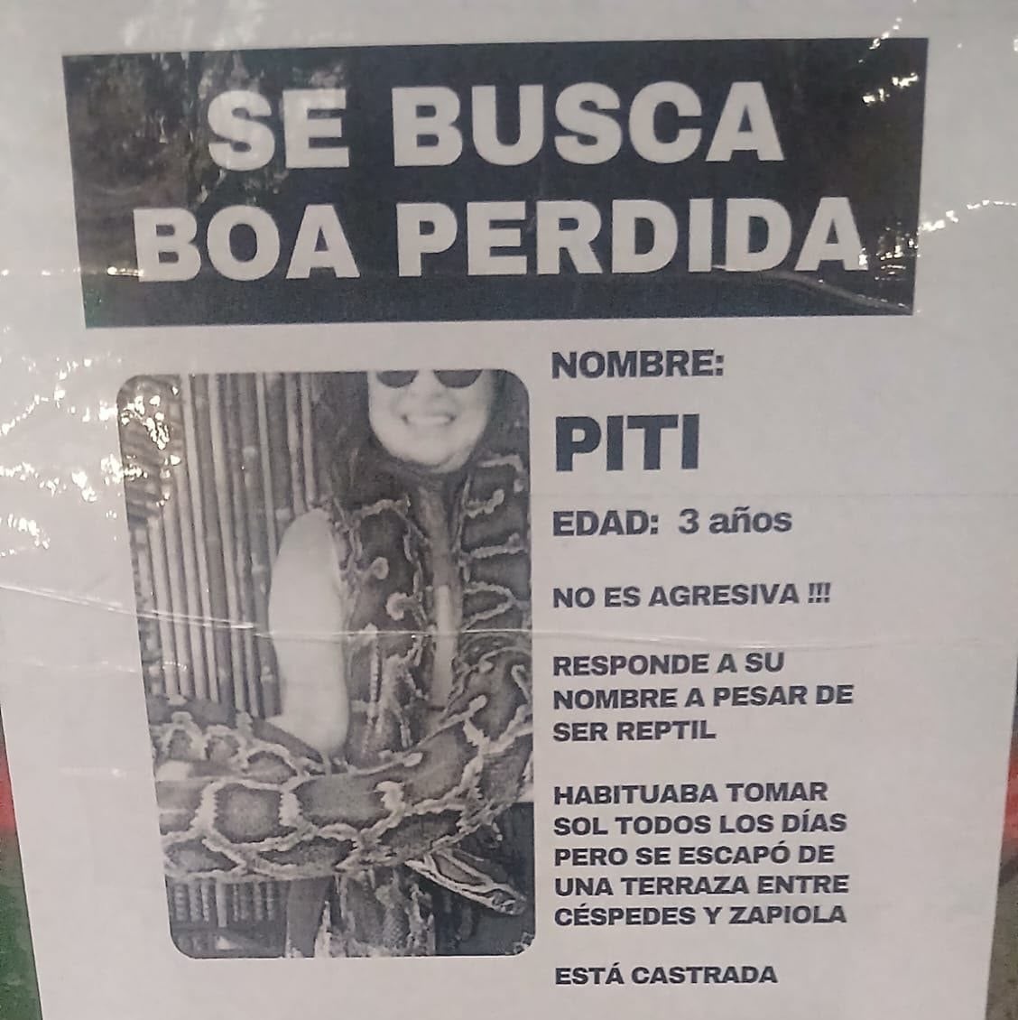 Una boa suelta en Colegiales: la campaña publicitaria de un paseador de perros que puso en vilo todo un barrio porteño