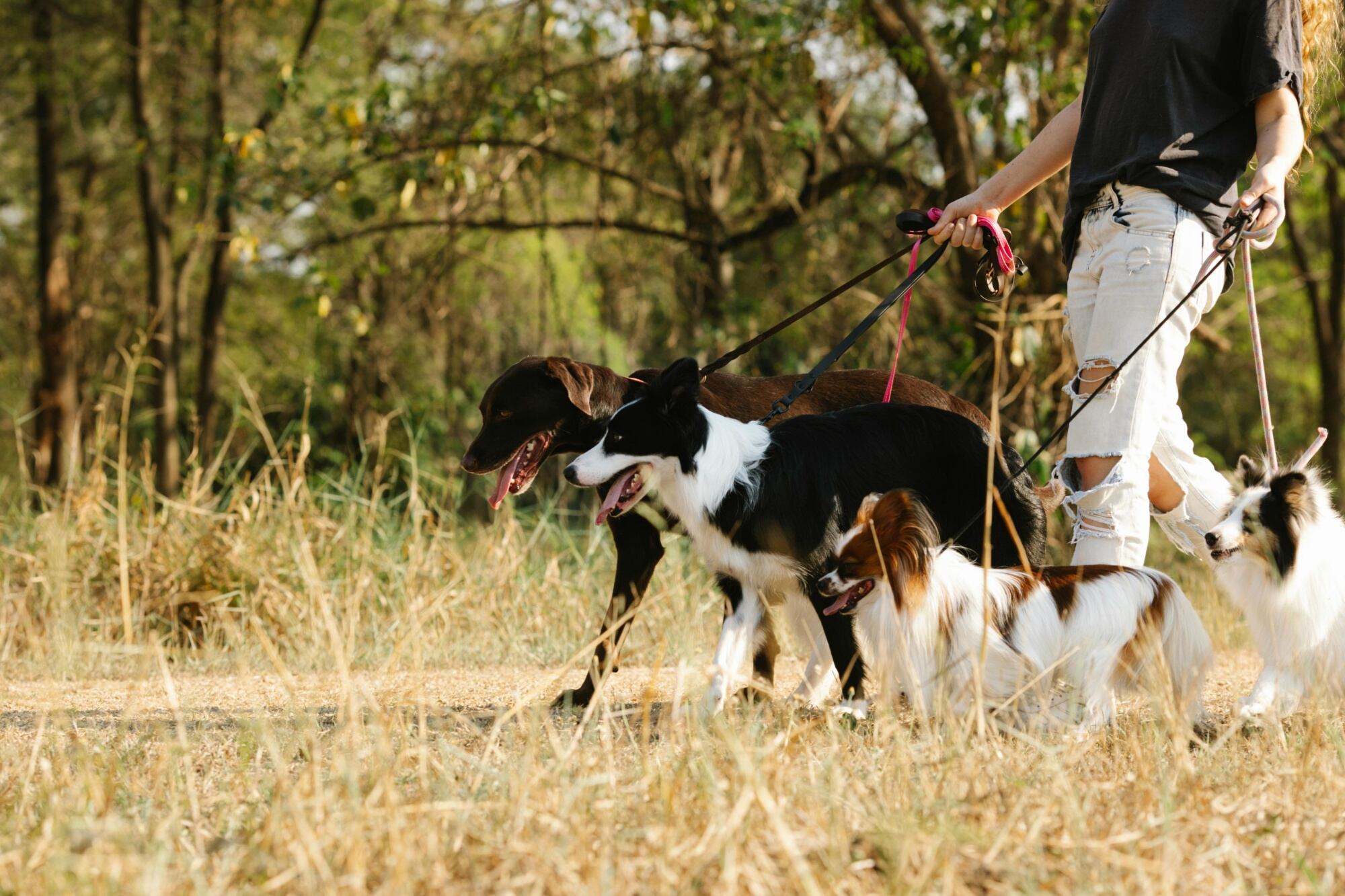 El paseo canino aliviana cualquier trastorno de su salud